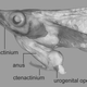Illustration for article titled Well, this fish has genitals coming out of its throat